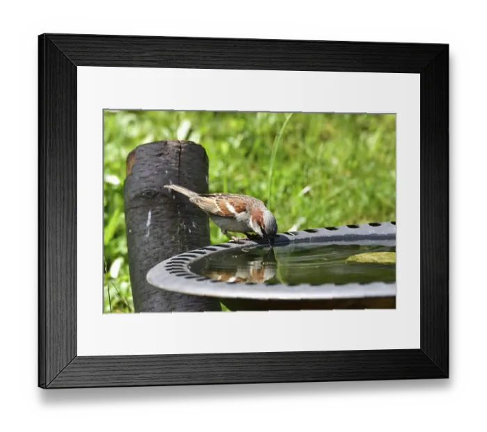Framed Print : Male House sparrow on a bird bath Framed Print : Male House sparrow on a bird bath