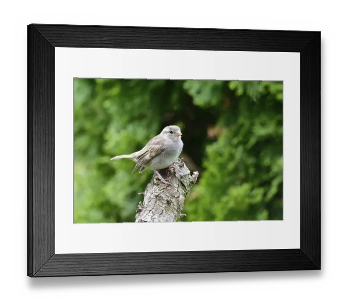 Framed Print : Young House Sparrow waiting for his feeding