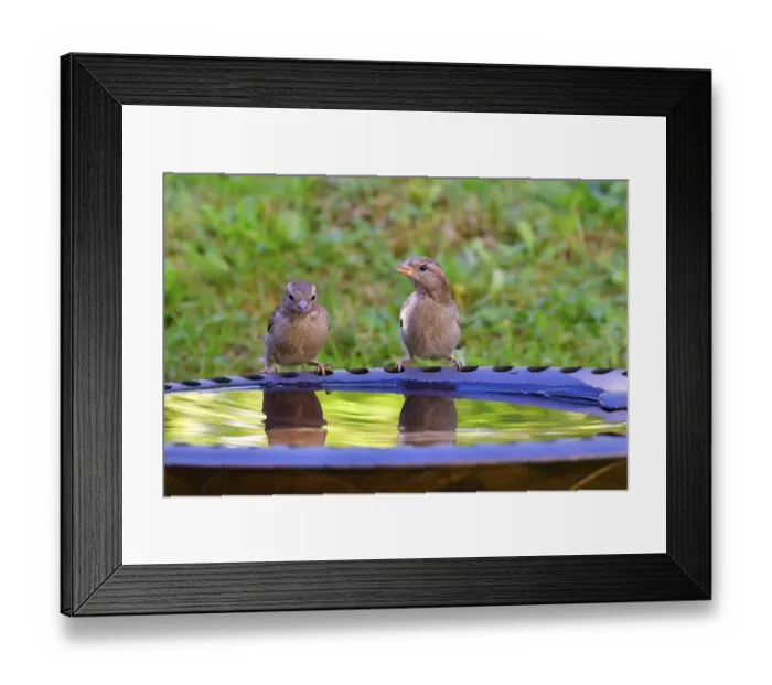 Framed Print : House sparrow at birdbath. House sparrow at bird bath