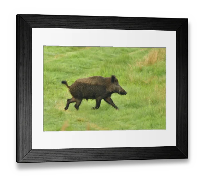 Framed Print : Wild boar on the run, Wild boar running over a meadow in the morning