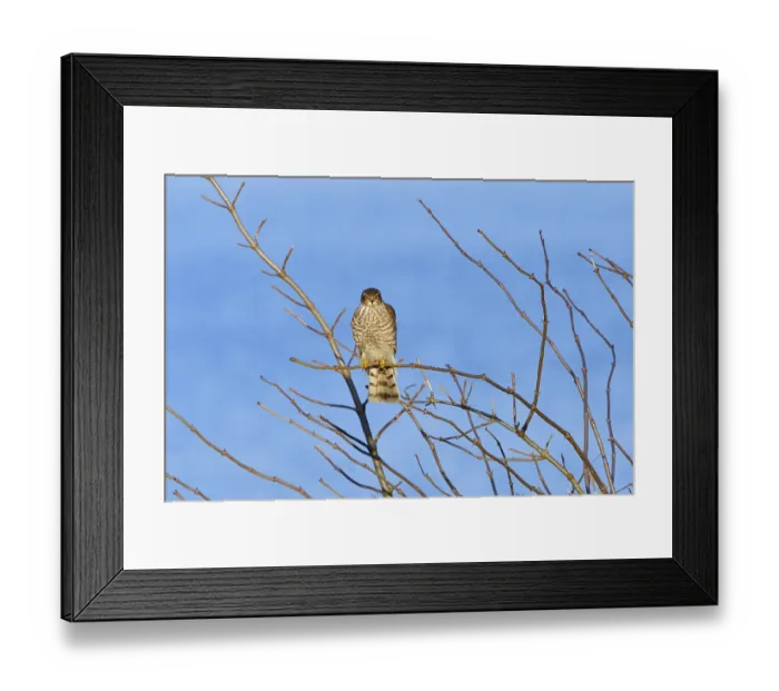 Framed Print : Juvenile Eurasian sparrowhawk in the first winter Framed Print : Juvenile Eurasian sparrowhawk in the first winter
