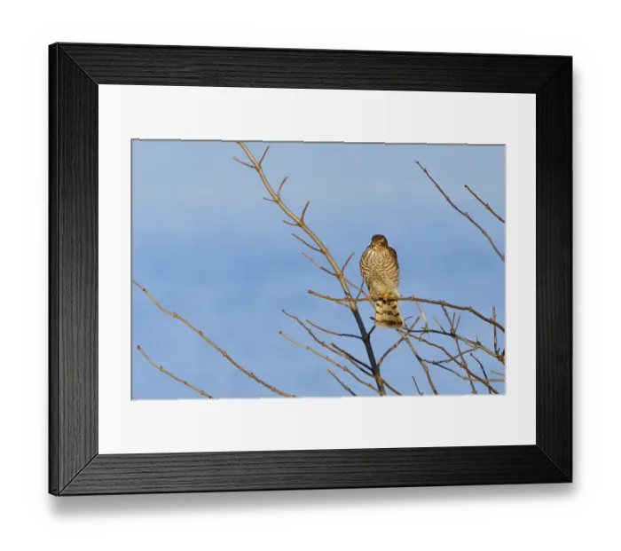 Framed Print : Juvenile Eurasian sparrowhawk in the first winter