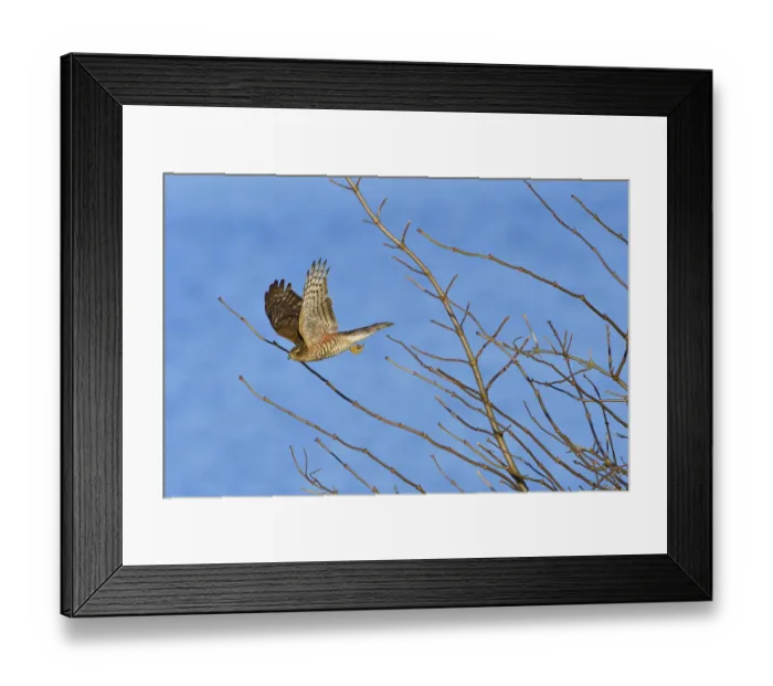 Framed Print : Juvenile Eurasian sparrowhawk in the first winter