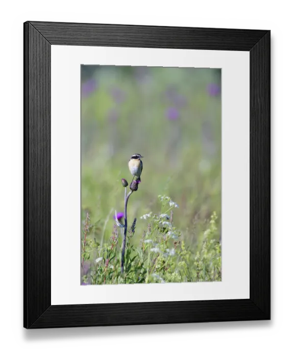 Framed Print : Male Whinchat sitting on a meadow in the summer and looking for food