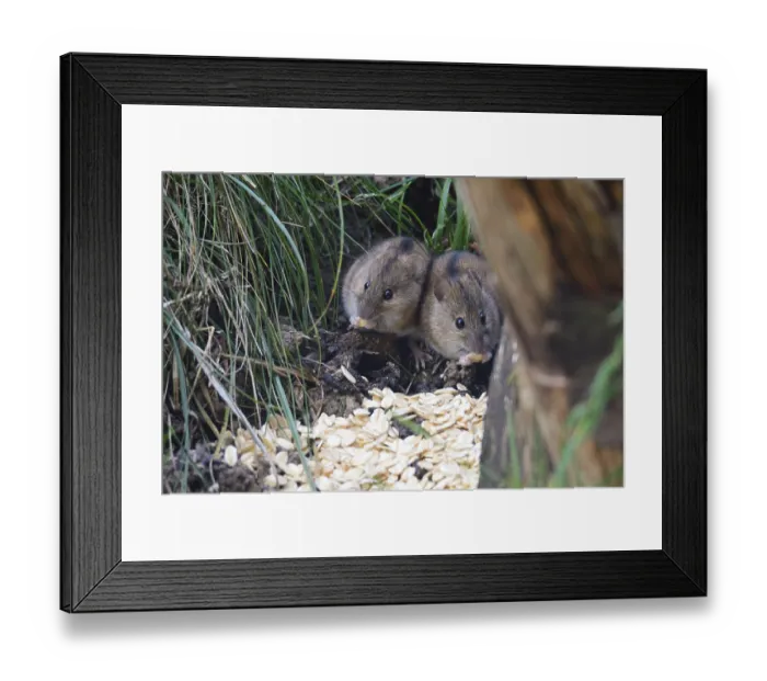 Framed Print : Striped field mouse (Apodemus agrarius) at the bird feeder