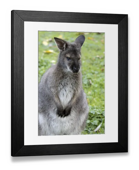 Framed Print : Bennett's kangaroo Bennett's kangaroo Framed Print : Bennett's kangaroo Bennett's kangaroo