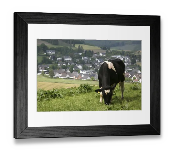 Framed Print : Cows in the Sauerland