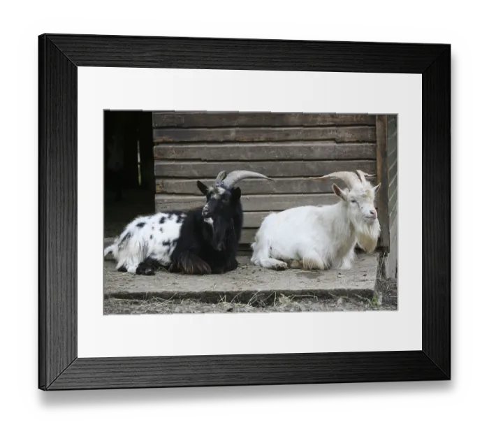Framed Print : Two billy goats in front of a stable Framed Print : Two billy goats in front of a stable