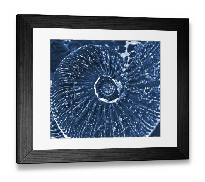 Framed Print : X-ray of fossilized ammonite background Framed Print : X-ray of fossilized ammonite background