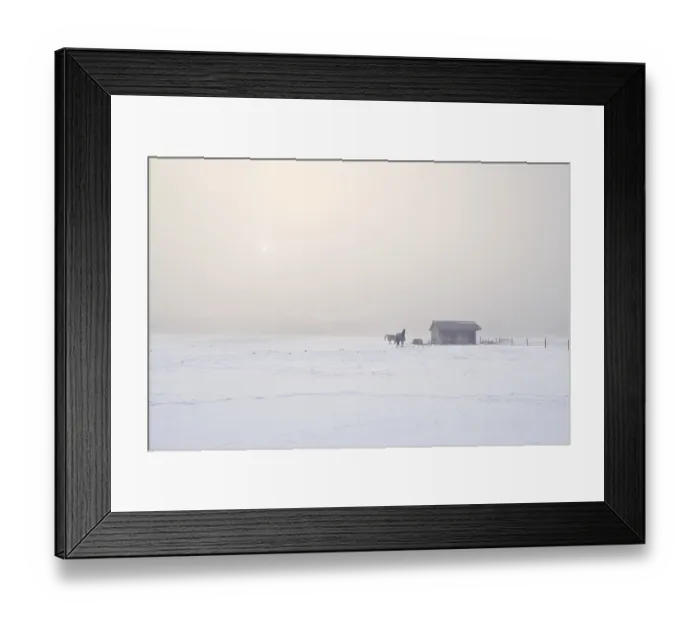 Framed Print : Horses on farm in cold winter misty morning Framed Print : Horses on farm in cold winter misty morning