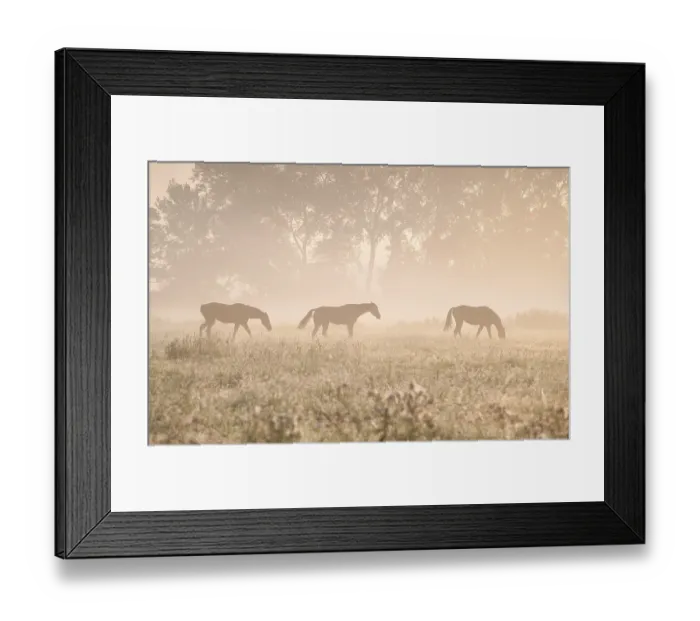 Framed Print : Horses in sunshine and fog on pasture