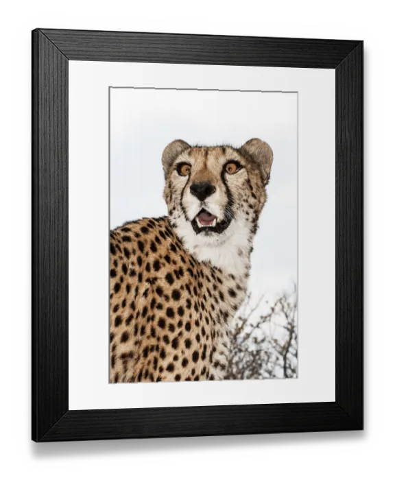 Framed Print : A tame cheetah on the lawn of a farmhouse in Namibia