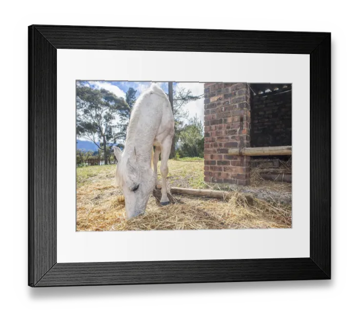 Framed Print : A white horse feeds on hay outside the stables on a bright spring day Framed Print : A white horse feeds on hay outside the stables on a bright spring day