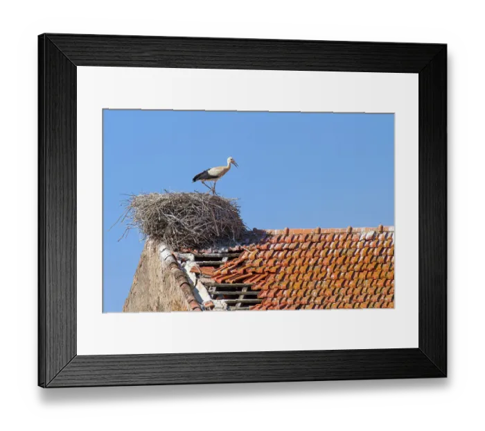Framed Print : Parent stork stands in nest on building with blue sky