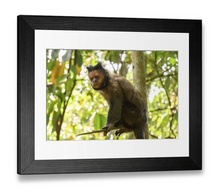 Framed Print : Black Capouchin monkey climbing on a tree in the rainforest of Rio de Janeiro Framed Print : Black Capouchin monkey climbing on a tree in the rainforest of Rio de Janeiro