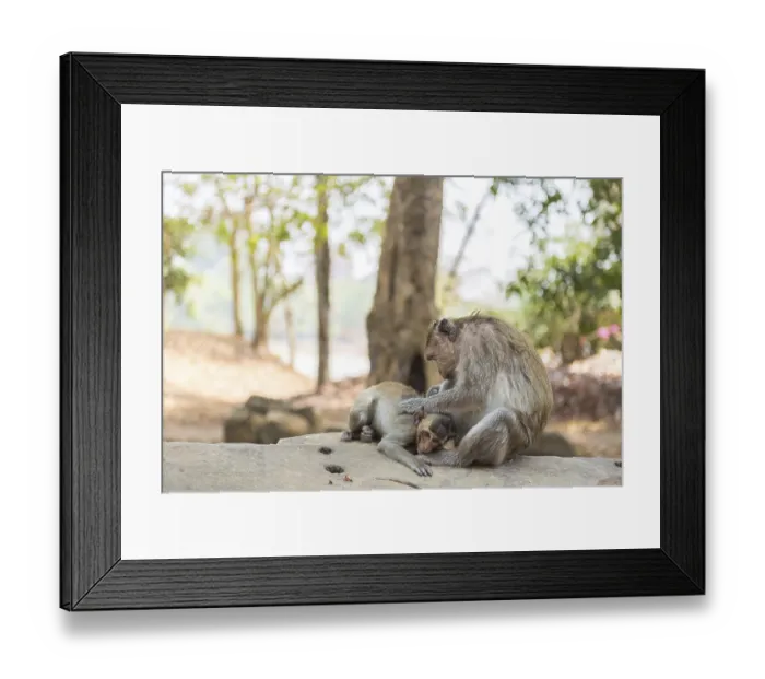 Framed Print : Monkeys lurking in the temple complex of Angkor Wat Framed Print : Monkeys lurking in the temple complex of Angkor Wat