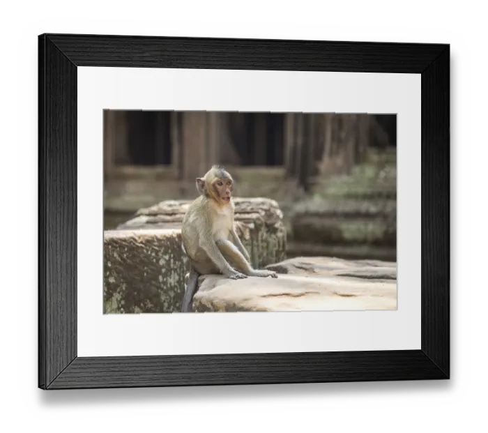 Framed Print : Monkey in the temple complex of Angkor Wat Framed Print : Monkey in the temple complex of Angkor Wat