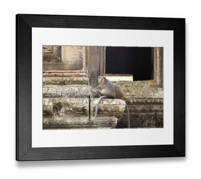 Framed Print : Monkeys in the temple complex of Angkor Wat