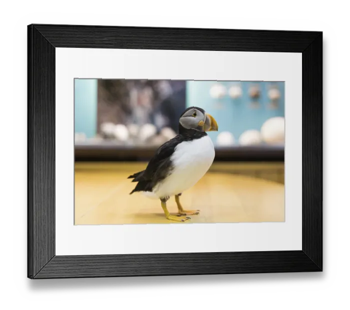 Framed Print : Puffins at the Natural History Museum in Heimaey