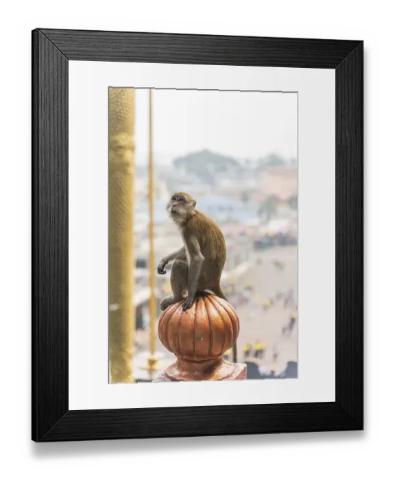 Framed Print : Monkey in a temple complex in Malaysia Framed Print : Monkey in a temple complex in Malaysia