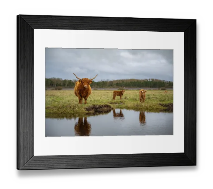 Framed Print : Highland cow mother with her two little calf on the salt marsh with lake in front