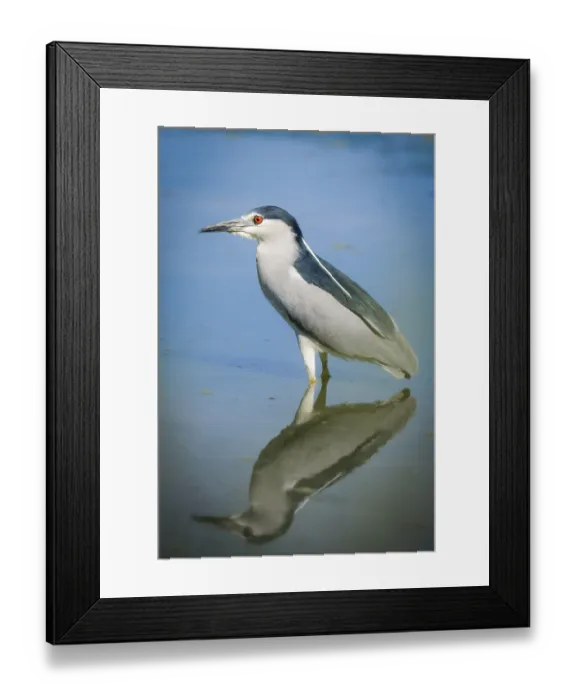 Framed Print : Night Heron reflecting in a pond