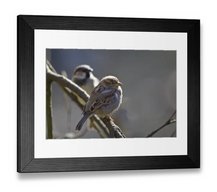 Framed Print : House sparrow, female, Passer domesticus Framed Print : House sparrow, female, Passer domesticus