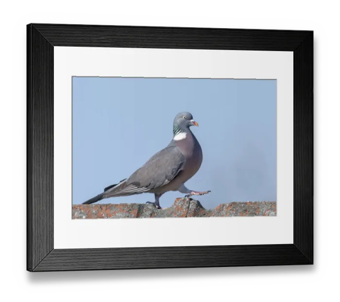 Framed Print : Wood pigeon walks over a roof ridge in front of a blue sky