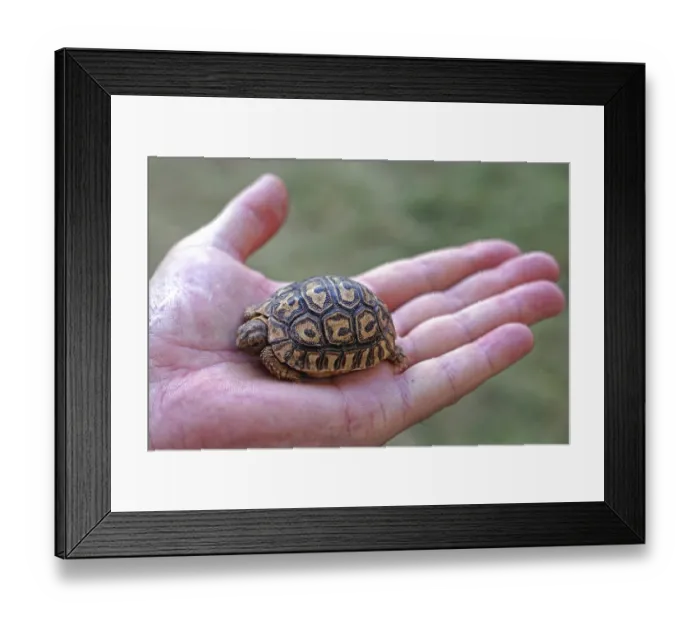 Framed Print : Small baby tortoise turtle in Kenya Framed Print : Small baby tortoise turtle in Kenya