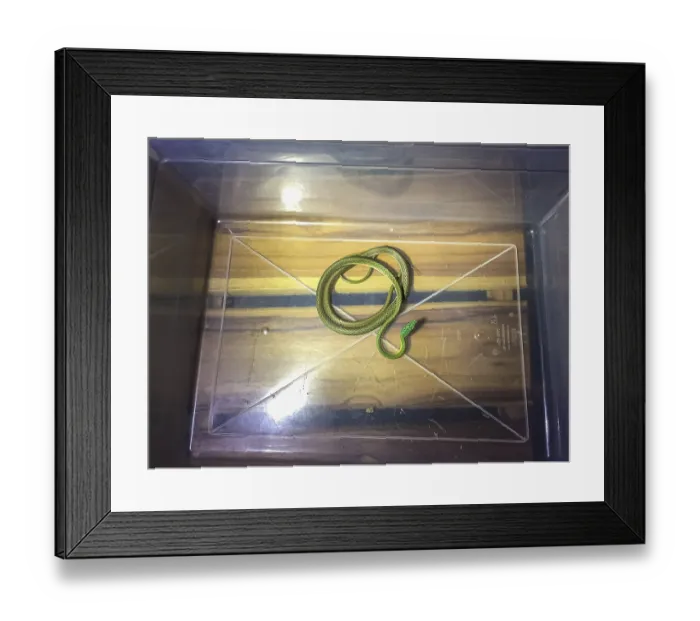Framed Print : Black-skinned parrot snake in a transparent plastik box Framed Print : Black-skinned parrot snake in a transparent plastik box
