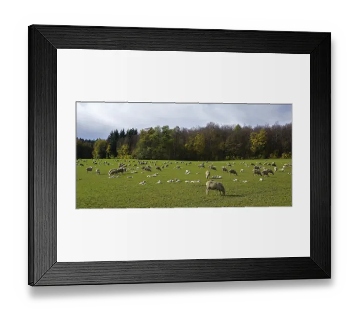 Framed Print : Flock of sheep with lambs on the Swabian Alb near St