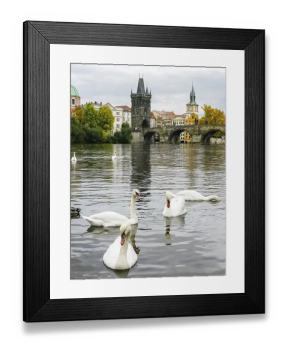 Framed Print : Swans on Vltava river near Charles Bridge in Prague