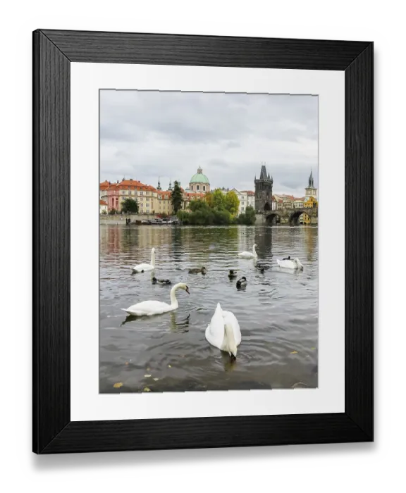 Framed Print : Swans on Vltava river near Charles Bridge in Prague Framed Print : Swans on Vltava river near Charles Bridge in Prague