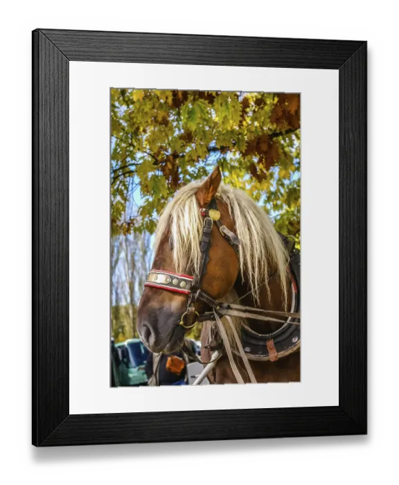 Framed Print : Horse harnessed to the carriage near Hluboka Castle Framed Print : Horse harnessed to the carriage near Hluboka Castle