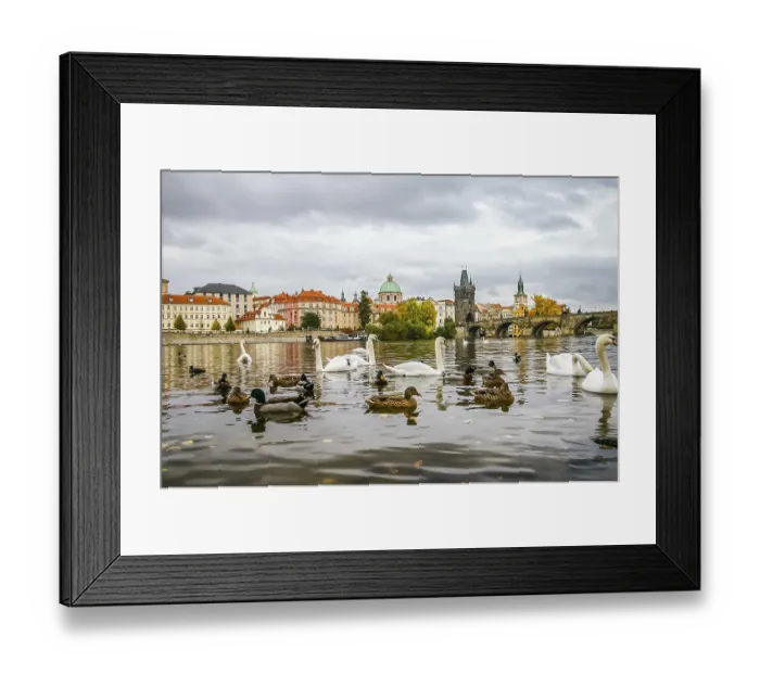 Framed Print : Swans and ducks on Vltava river near Charles Bridge in Prague