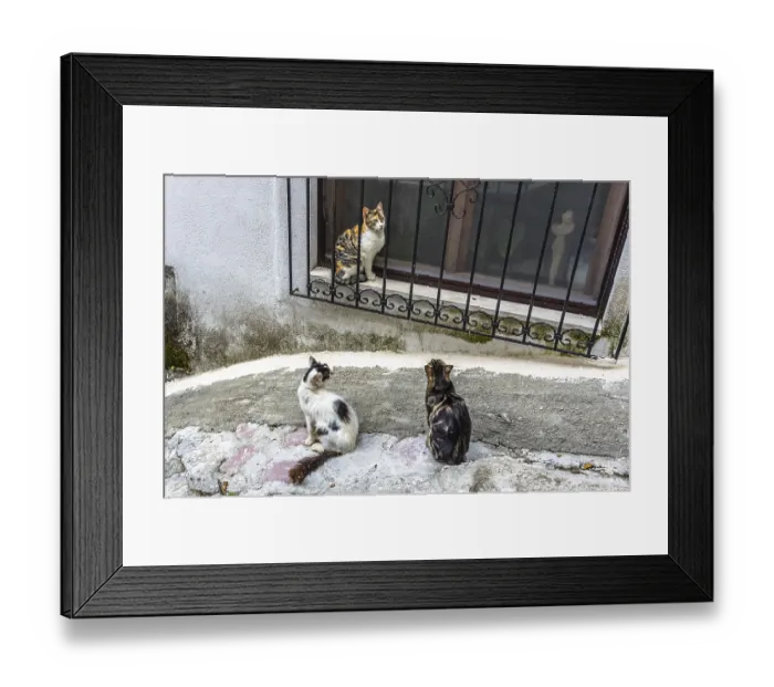 Framed Print : Three cats on street in old Kotor city, Montenegro