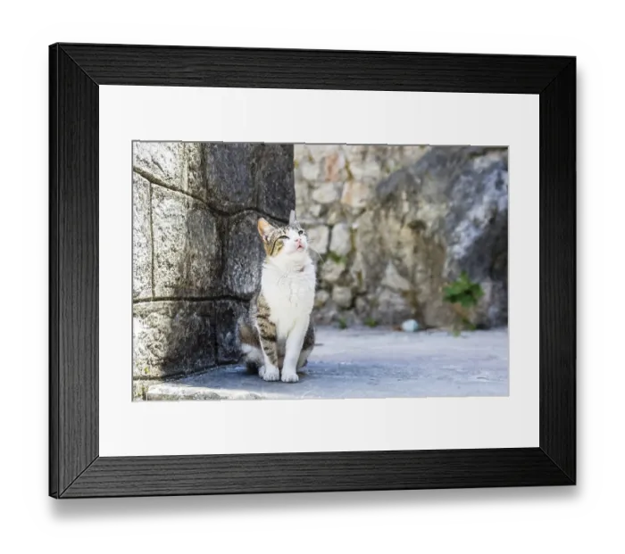 Framed Print : One cat on street in old Kotor city, Montenegro