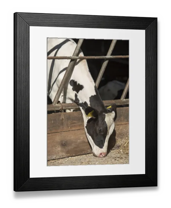 Framed Print : Young milk cow in a stable