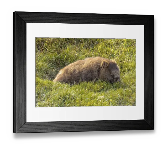 Framed Print : Common wombat at the Waldheim Chalet in the Cradle Mountain-Lake St Clair National Park