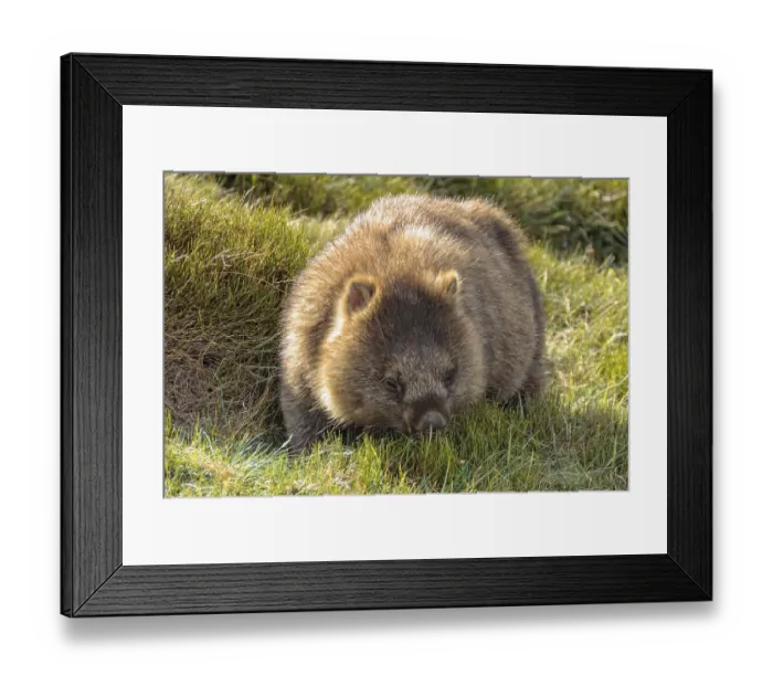 Framed Print : Common wombat at the Waldheim Chalet in the Cradle Mountain-Lake St Clair National Park Framed Print : Common wombat at the Waldheim Chalet in the Cradle Mountain-Lake St Clair National Park