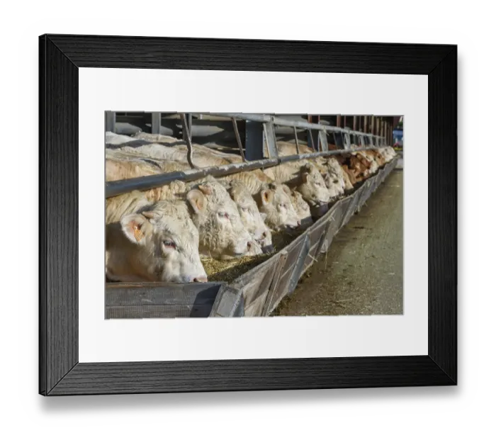 Framed Print : Cows eating in a stable in France