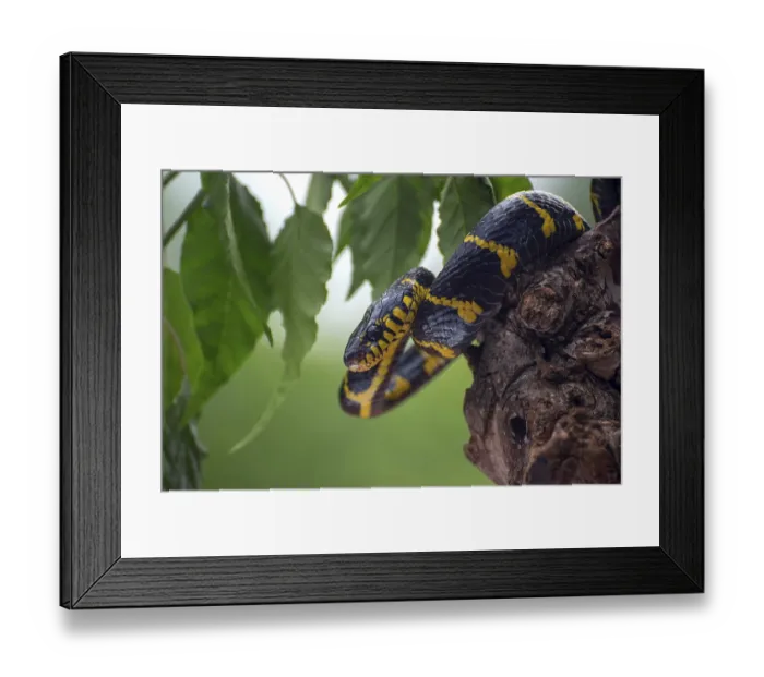 Framed Print : Boiga snake dendrophilia in defensive mode Framed Print : Boiga snake dendrophilia in defensive mode