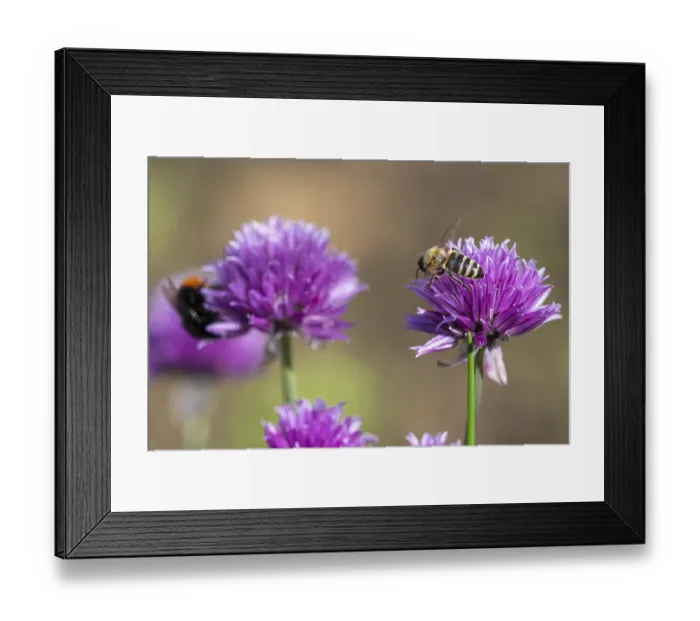Framed Print : Honey bee collecting nectar from chives plant blossom