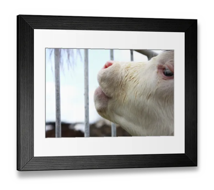 Framed Print : An image of a calf in the stable Framed Print : An image of a calf in the stable