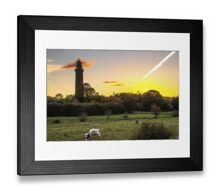 Framed Print : Behrensdorf lighthouse at sunset with grazing cows in the meadow in the foreground Framed Print : Behrensdorf lighthouse at sunset with grazing cows in the meadow in the foreground
