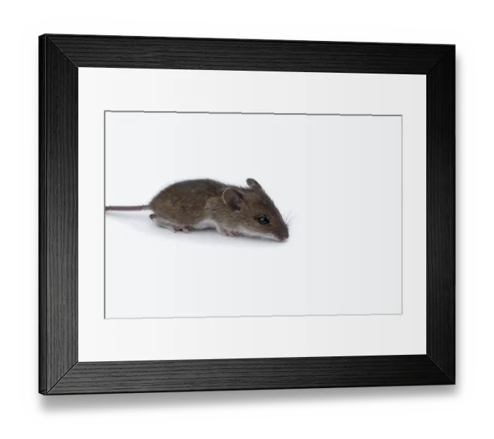 Framed Print : House mouse scurrying through the picture in search of food Framed Print : House mouse scurrying through the picture in search of food