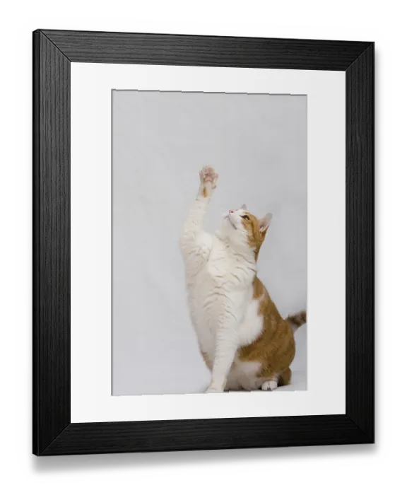 Framed Print : White and orange cat sitting upright