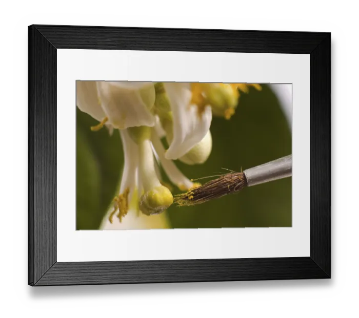 Framed Print : Lemon flowers and brush isolated on the white background Framed Print : Lemon flowers and brush isolated on the white background