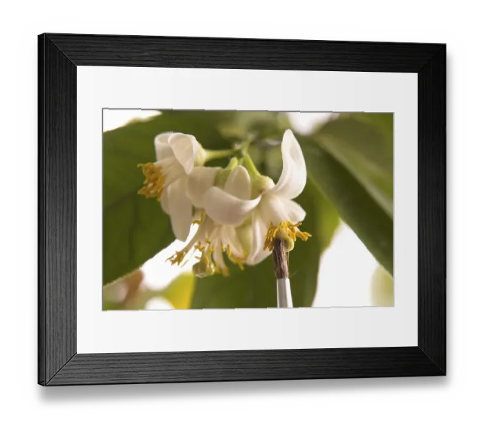 Framed Print : Lemon flowers and brush isolated on the white background