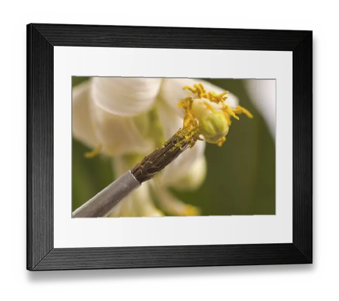 Framed Print : Lemon flowers and brush isolated on the white background